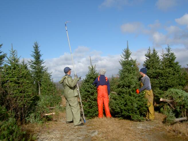 Arboles para Navidad Naturales