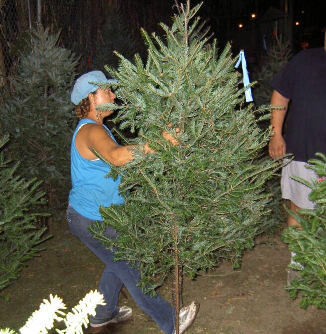 Retailing of Natural Christmas Trees