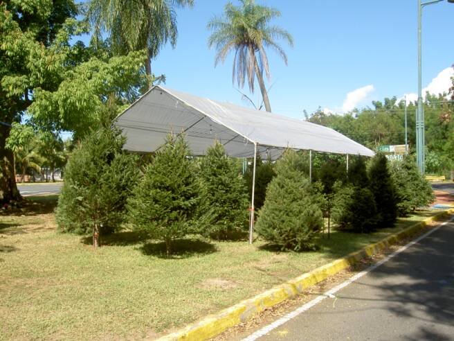 arboles navidad naturales vea nuestra venta de pinos de arboles navidad naturales vea nuestra venta de pinos de