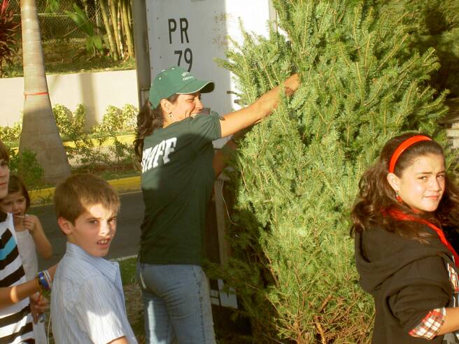 Christmas Trees in Puerto Rico