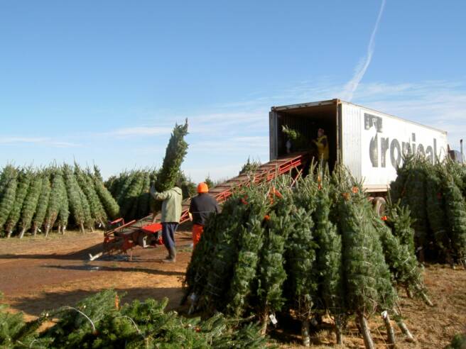 Venta Arboles de Navidad