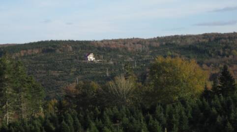 Christmas Tree Farm