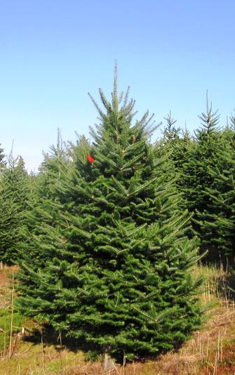 Canadian Christmas Trees